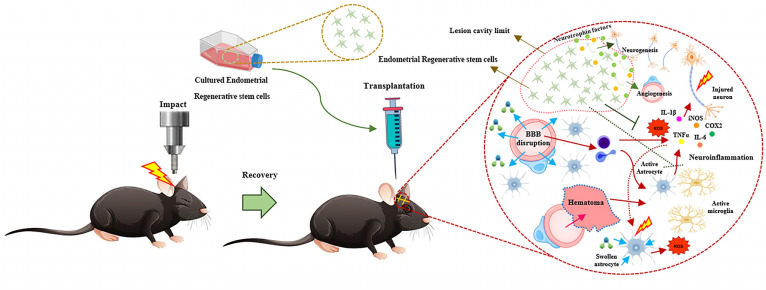 Human Endometrial Regenerative Cells for Neurological Disorders: Hype or Hope?