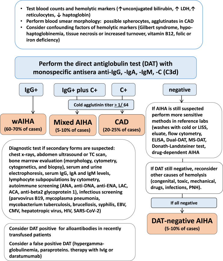 Autoimmune Hemolytic Anemias: Challenges in Diagnosis and Therapy.