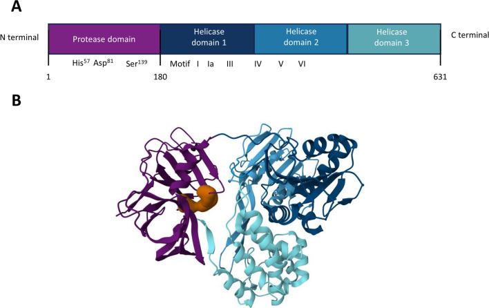 From viruses to cancer: exploring the role of the hepatitis C virus NS3 protein in carcinogenesis.
