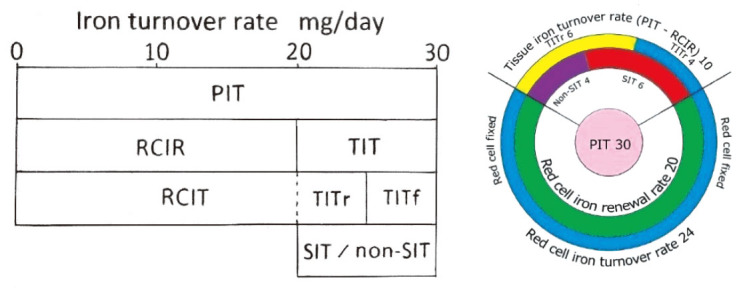 Nature of storage iron turnover.