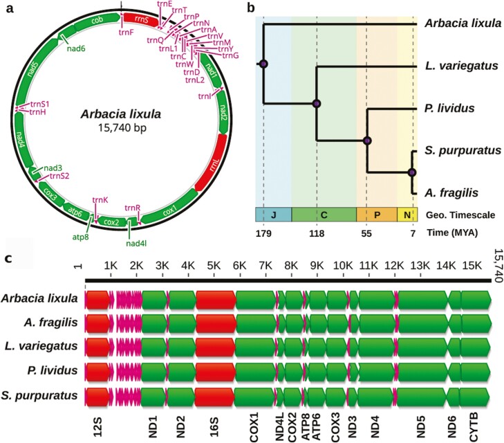 Chromosome-level genome assembly and annotation of the black sea urchin Arbacia lixula (Linnaeus, 1758).