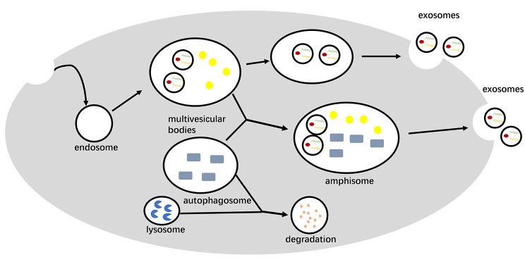 Lipid metabolism associated crosstalk: the bidirectional interaction between cancer cells and immune/stromal cells within the tumor microenvironment for prognostic insight.
