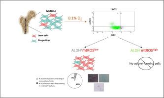 Functional single-cell analyses of mesenchymal stromal cell proliferation and differentiation using ALDH-activity and mitochondrial ROS content