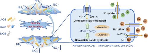 Salinity acclimation of nitrifying microorganisms: Nitrification performance, microbial community, osmotic adaptation strategies