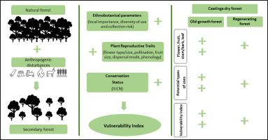 Use of woody species in the Caatinga dry forest may lead to higher vulnerability to extirpation: An assessment based on ethnobiological, reproductive and conservation criteria