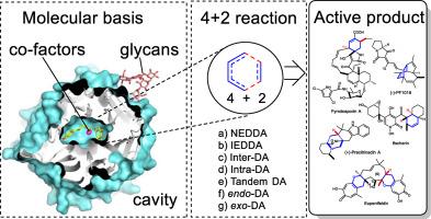 Discovery and evolution of [4 + 2] cyclases