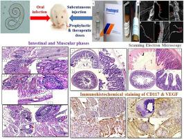 The potential prophylactic and therapeutic efficacy of progesterone and mifepristone on experimental trichinellosis with ultra-structural studies