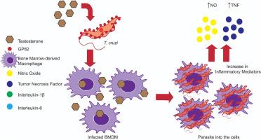 Testosterone leads to Trypanosoma cruzi glycoprotein synthesis and increased of inflammatory mediators in bone marrow-derived macrophages