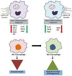 Mevalonate kinase of Leishmania donovani promotes its survival and plays a pivotal role in pathogenesis