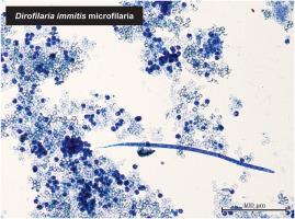 Whole genome amplification and sequencing of individual Dirofilaria immitis microfilariae