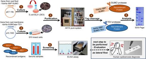 Production and evaluation of a new set of recombinant antigens for the serological diagnosis of human cysticercosis