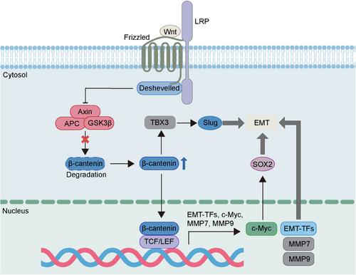 Epithelial–mesenchymal plasticity in cancer: signaling pathways and therapeutic targets