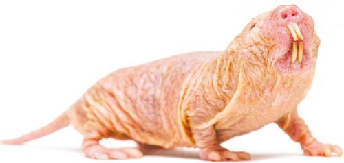 Exposing the naked truth about how mole-rats evade cancer