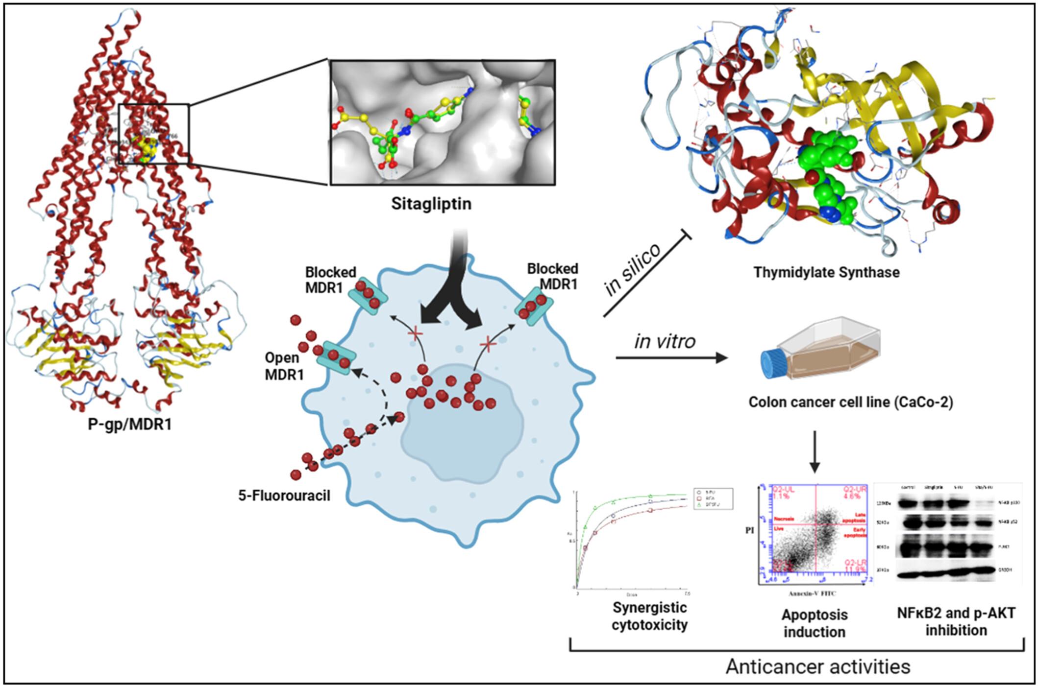 Sitagliptin synergizes 5-fluorouracil efficacy in colon cancer cells through MDR1-mediated flux impairment and down regulation of NFκB2 and p-AKT survival proteins