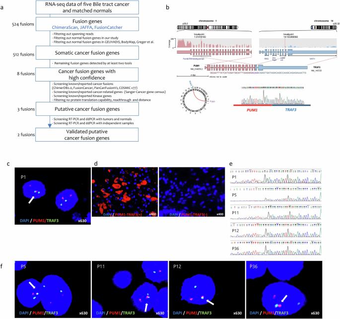 PUM1-TRAF3 fusion protein activates non-canonical NF-κB signaling via rescued NIK in biliary tract cancer