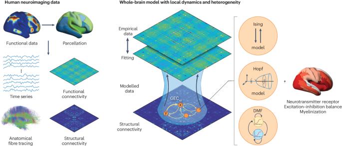 Whole-brain modelling: an essential tool for understanding brain dynamics