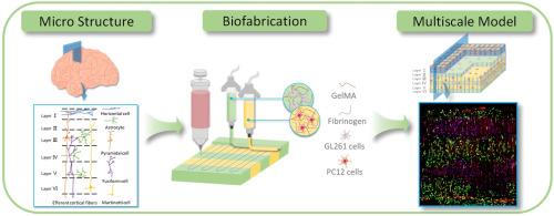 Biomimetic design and integrated biofabrication of an in-vitro three-dimensional multi-scale multilayer cortical model