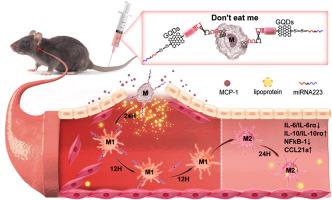 CD47-SIRPα signaling-inspired engineered monocytes for preventing the progression of atherosclerotic plaques