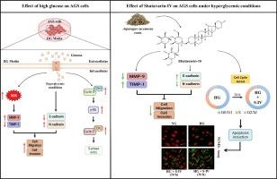 Shatavarin-IV, a steroidal saponin from Asparagus racemosus, inhibits cell cycle progression and epithelial-to-mesenchymal transition in AGS cells under hyperglycemic conditions