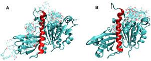 Computational docking of FtsZ: Survey of promising antibiotic compounds