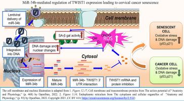 MiR-34b promotes oxidative stress and induces cellular senescence through TWIST1 in human cervical cancer