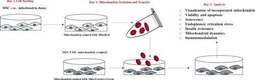 Artificial mitochondrial transplantation (AMT) reverses aging of mesenchymal stromal cells and improves their immunomodulatory properties in LPS-induced synoviocytes inflammation