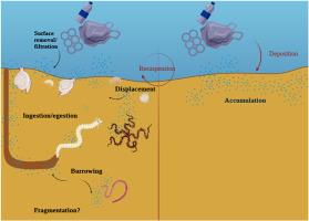 Fauna – Microplastics interactions: Empirical insights from benthos community exposure to marine plastic waste