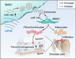 Exosomes derived from bone marrow mesenchymal stem cell preconditioned by low-intensity pulsed ultrasound stimulation promote bone–tendon interface fibrocartilage regeneration and ameliorate rotator cuff fatty infiltration