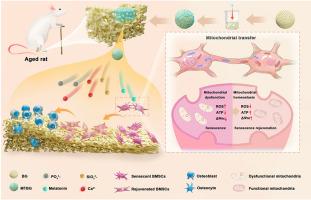 Melatonin-loaded bioactive microspheres accelerate aged bone regeneration by formation of tunneling nanotubes to enhance mitochondrial transfer