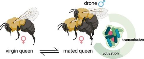 Variation of bacterial communities in bumblebees: Transmission and regulation by mating behavior