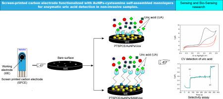 Screen-printed carbon electrode functionalized with AuNPs-cysteamine self-assembled monolayers for enzymatic uric acid detection in non-invasive samples.