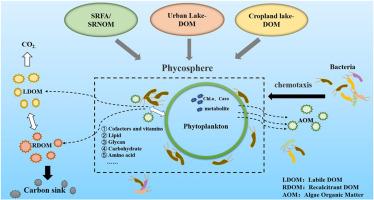 Human activities-impacted lake dissolved organic matter (DOM) affects phycosphere microbial diversity and DOM diversification via carbon metabolism