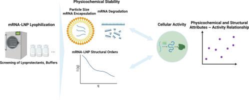 Physicochemical and structural insights into lyophilized mRNA-LNP from lyoprotectant and buffer screenings