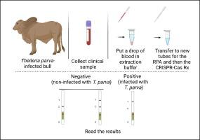 Novel CRISPR-Cas-powered pen-side test for East Coast fever