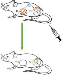 Nano-mupirocin as tumor-targeted antibiotic: Physicochemical, immunotoxicological and pharmacokinetic characterization, and effect on gut microbiome