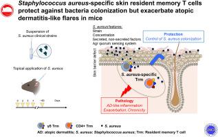 Staphylococcus aureus–specific skin resident memory T cells protect against bacteria colonization but exacerbate atopic dermatitis–like flares in mice