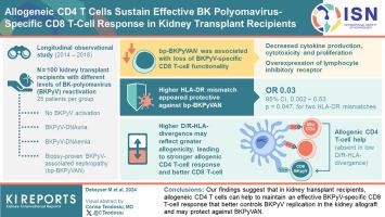 Allogeneic CD4 T Cells Sustain Effective BK Polyomavirus-Specific CD8 T Cell Response in Kidney Transplant Recipients