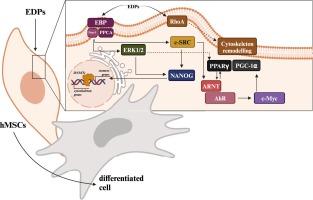 Elastin-derived peptides (EDPs) affect gene and protein expression in human mesenchymal stem cells (hMSCs) – preliminary study