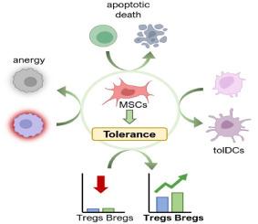 Mesenchymal stem cell transplantation may be able to induce immunological tolerance in systemic lupus erythematosus