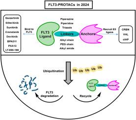 FLT3-PROTACs for combating AML resistance: Analytical overview on chimeric agents developed, challenges, and future perspectives