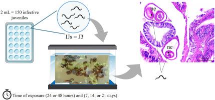 Metabolic disruptions in Biomphalaria glabrata induced by Heterorhabditis bacteriophora HP88: Implications for entomopathogenic nematodes in biological control