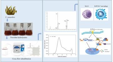 Hydrolysis and cross-flow ultrafiltration as an alternative process to isolate fucoidans from edible seaweed Nizamuddinia zarnardinii with enhanced immunostimulatory efficacy