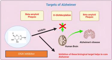 Role of O-GlcNAcylation in Alzheimer's disease: Insights and perspectives