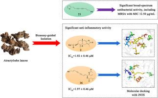 Bioassay-guided isolation of antibacterial and anti-inflammatory components from Atractylodes lancea