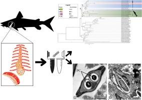 Histopathological and phylogenetic description of an Amazonian cnidaria microparasite Myxobolus rousseauxii n. sp. infecting the gill arches of Brachyplatystoma rousseauxii (Siluriformes)