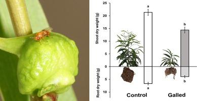 Galling by Trichilogaster sp. suppresses the growth of Acacia auriculiformis saplings