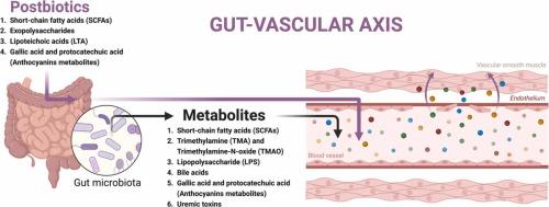 Microbiota alterations associated with vascular diseases: postbiotics as a next-generation magic bullet for gut-vascular axis