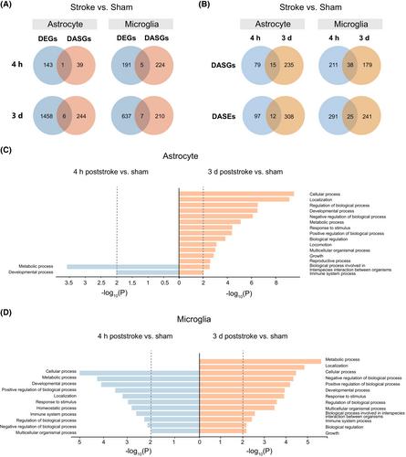 Translatome analysis in acute ischemic stroke: Astrocytes and microglia exhibit differences in poststroke alternative splicing of expressed transcripts