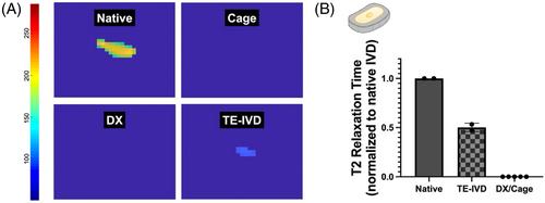 Flexible support material maintains disc height and supports the formation of hydrated tissue engineered intervertebral discs in vivo