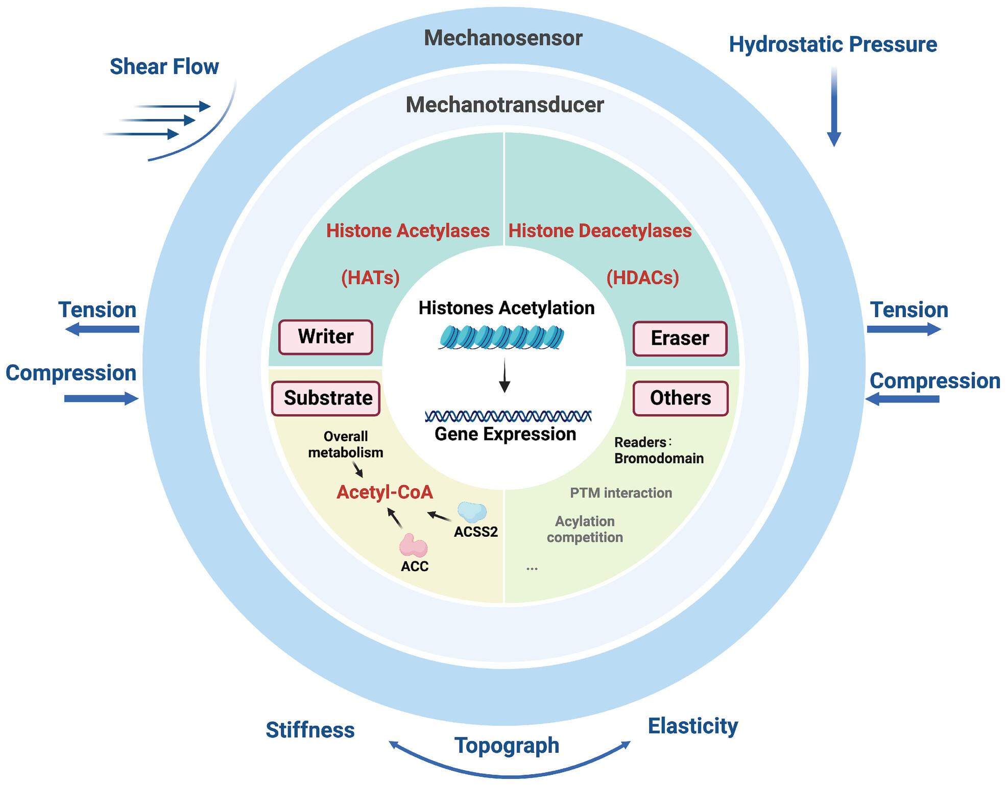 Deciphering the dynamics: Exploring the impact of mechanical forces on histone acetylation